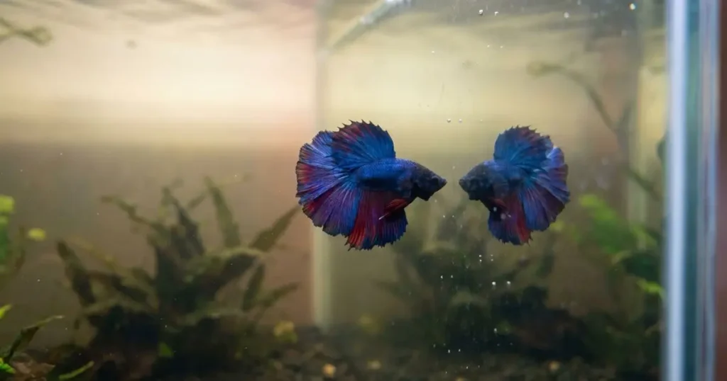 betta fish flaring at perceived rival from inside aquarium perspective