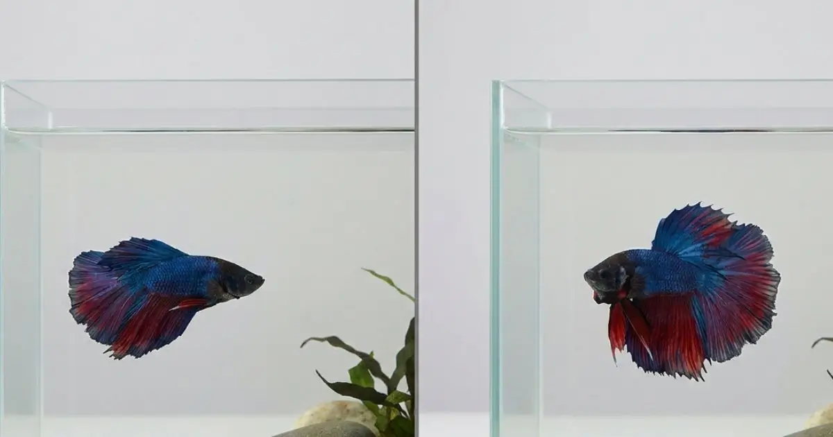 betta fish flaring vs normal behavior comparison