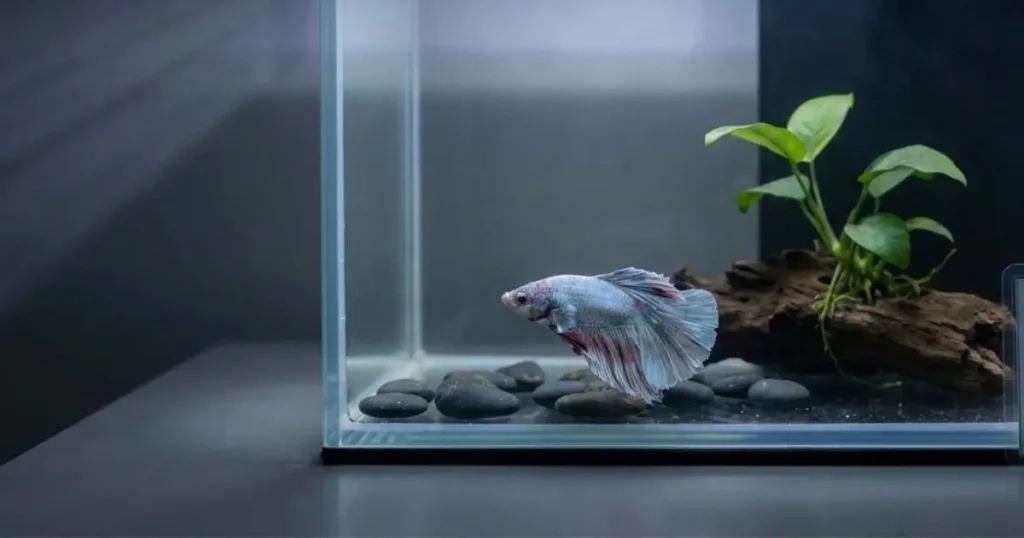 betta fish showing stress signs in aquarium with faded color and tense posture