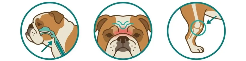 common bulldog health problems breathing skin fold infection joint problems