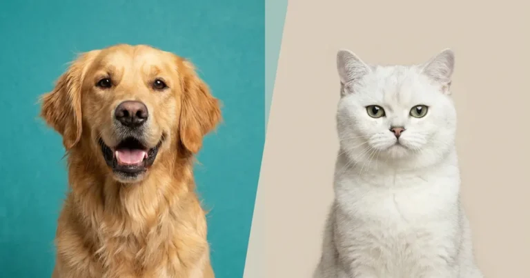 dog vs cat comparison showing lifestyle and personality differences