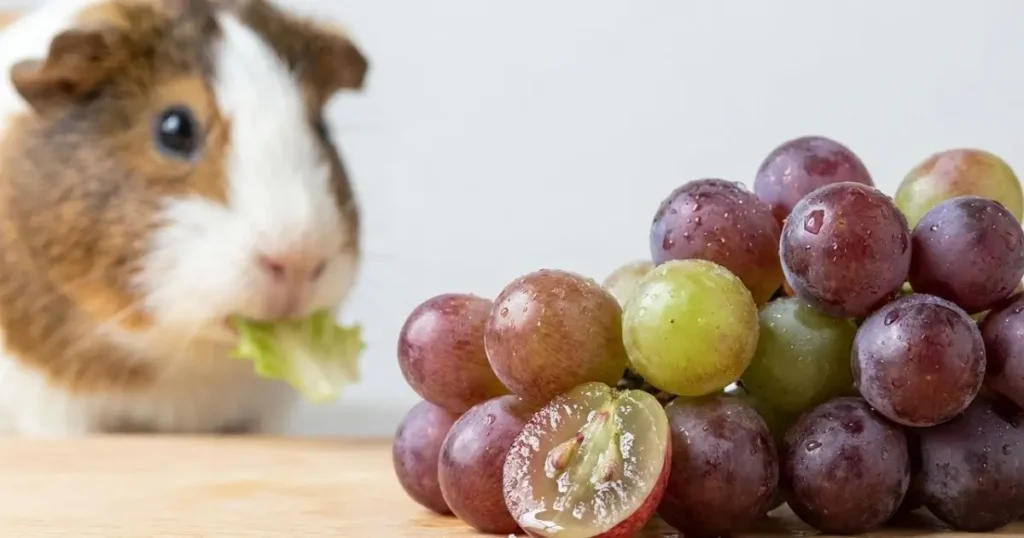 guinea pig grape portion safe and unsafe comparison