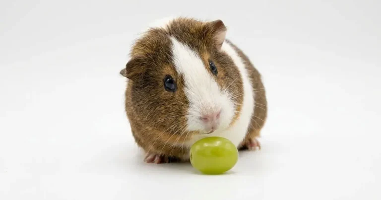 Can guinea pigs eat grapes safely