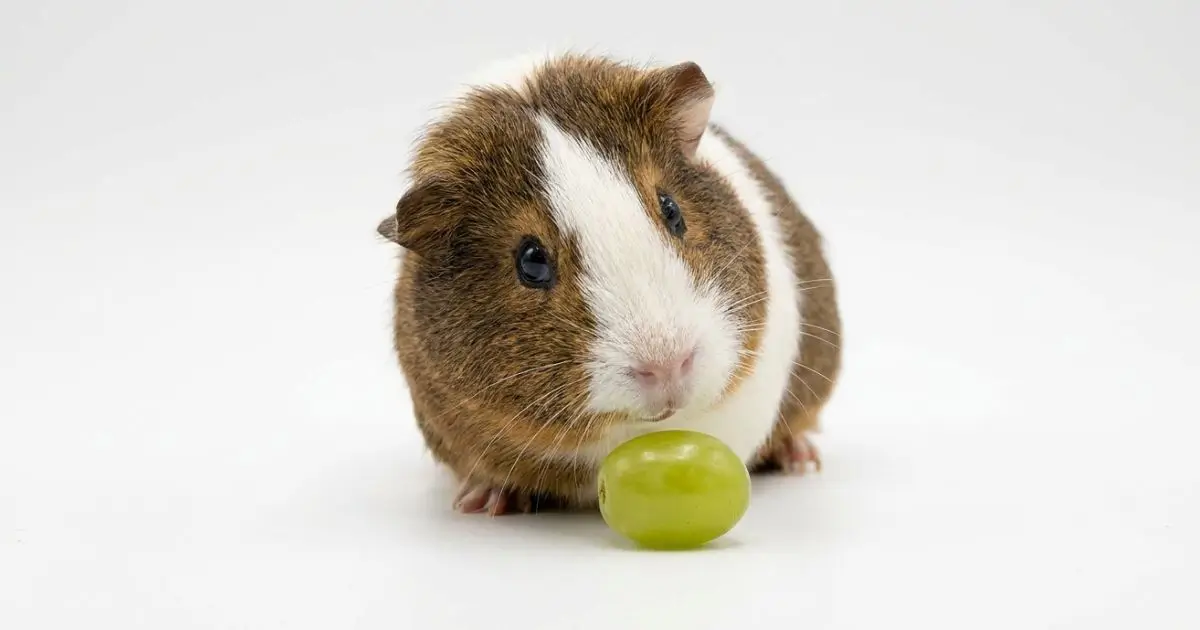 Can guinea pigs eat grapes safely