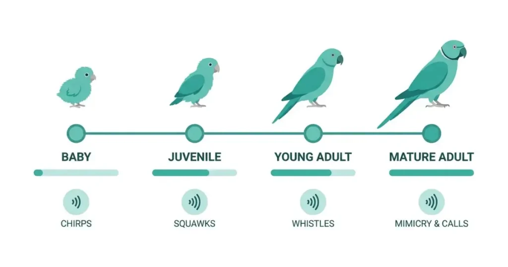 indian ringneck parrot talk life stage timeline