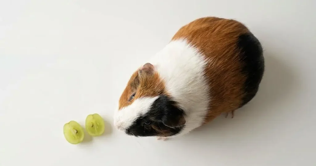 are grapes safe for guinea pigs