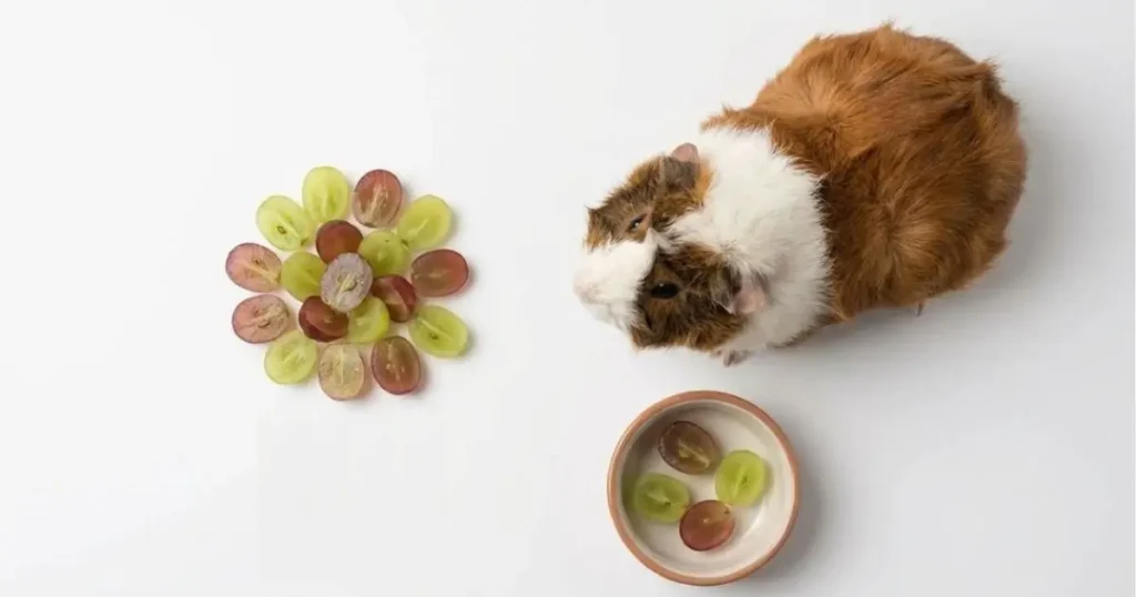 can guinea pigs eat grapes