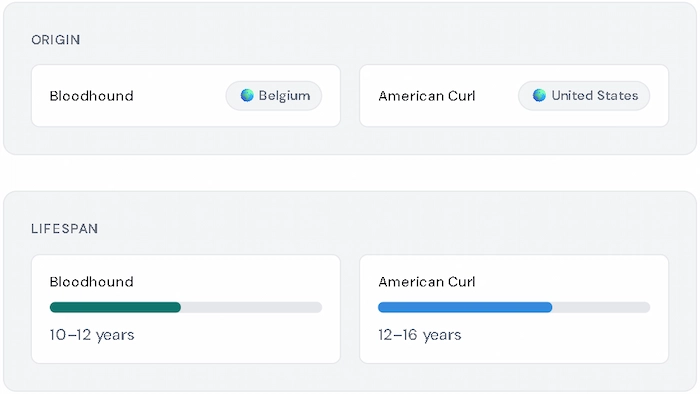 Pet comparison showing origin and lifespan — Bloodhound (Belgium, 10–12 yrs) vs American Curl (United States, 12–16 yrs)