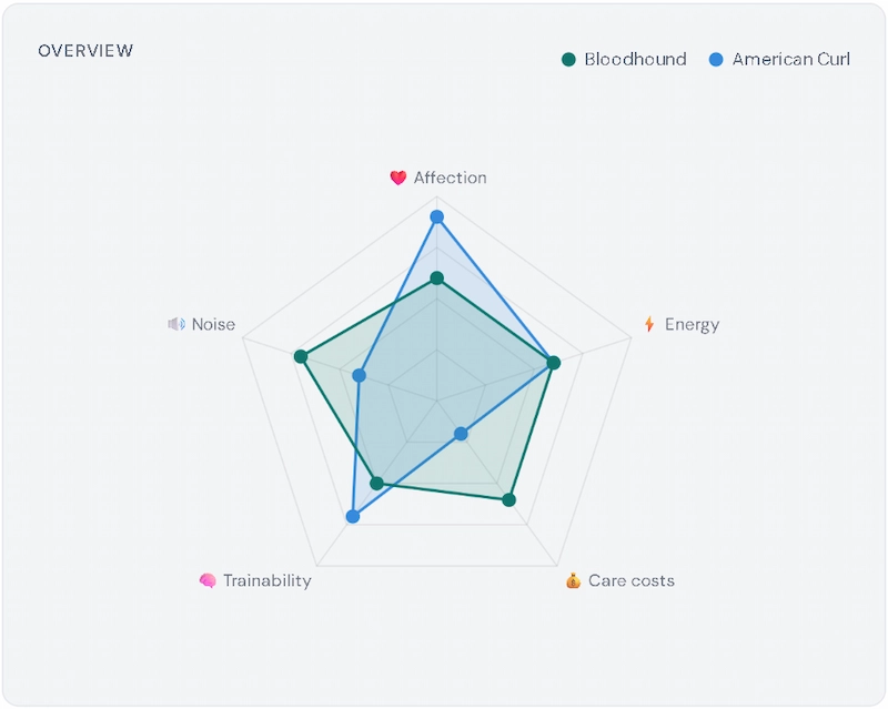 Radar chart comparing Bloodhound and American Curl across 5 traits — Affection, Energy, Care costs, Trainability, Noise
