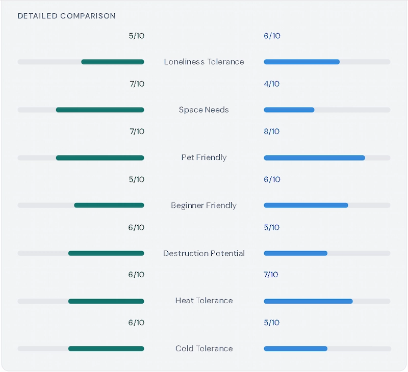 Detailed trait bar comparison between Bloodhound and American Curl — 7 traits scored out of 10 including Loneliness Tolerance, Space Needs, Heat and Cold Tolerance