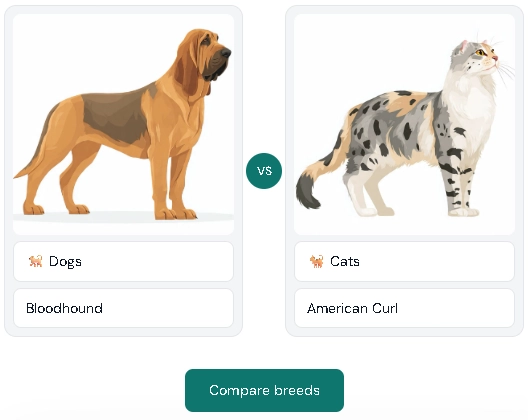 Pet Comparison Tool: select your two pets to compare — Bloodhound vs American Curl